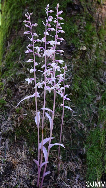 Epipactis purpurata f. rosea