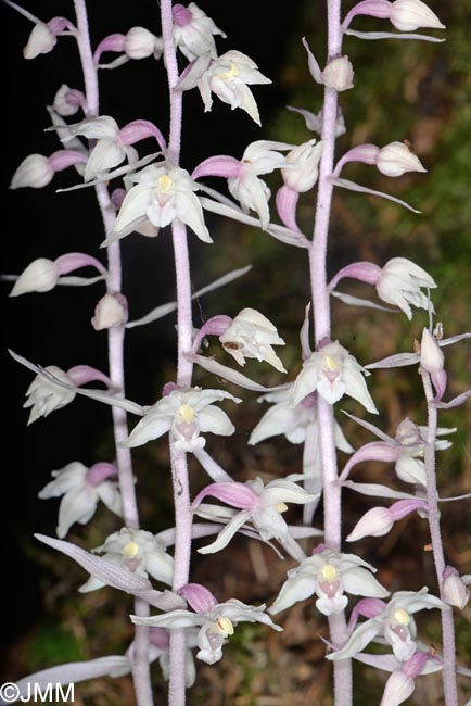 Epipactis purpurata f. rosea