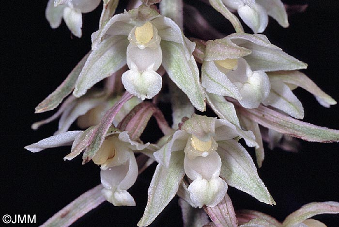 Epipactis purpurata f. rosea