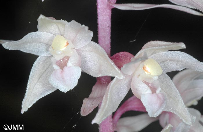 Epipactis purpurata f. rosea