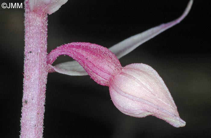 Epipactis purpurata f. rosea