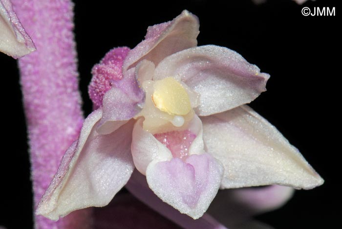 Epipactis purpurata f. rosea