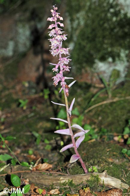 Epipactis purpurata f. rosea