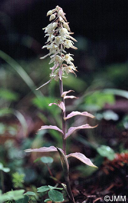 Epipactis purpurata f. rosea