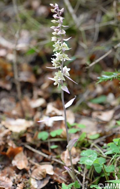 Epipactis purpurata f. variegata