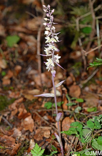 Epipactis purpurata f. variegata