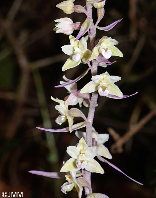 Epipactis purpurata f. variegata