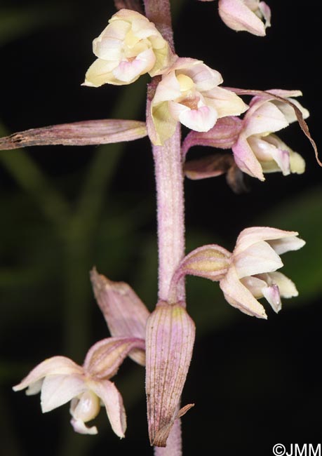 Epipactis purpurata f. variegata