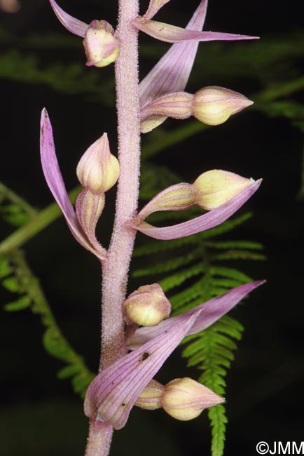 Epipactis purpurata f. variegata