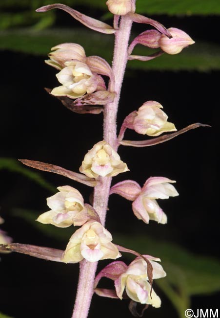 Epipactis purpurata f. variegata