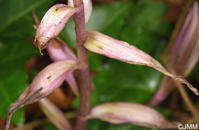 Epipactis purpurata f. variegata