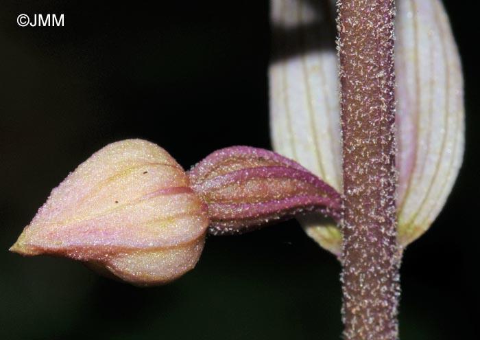 Epipactis purpurata f. variegata