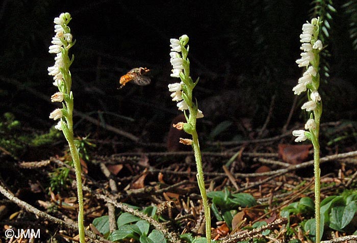 Goodyera repens