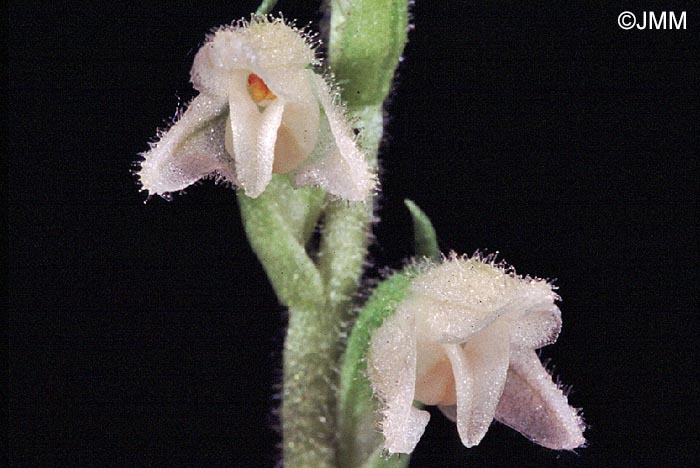 Goodyera repens