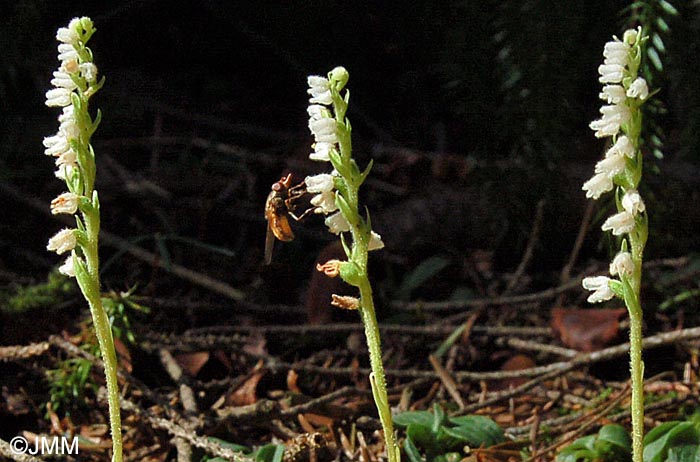 Goodyera repens