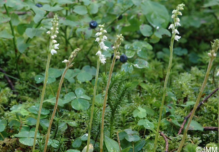 Goodyera repens