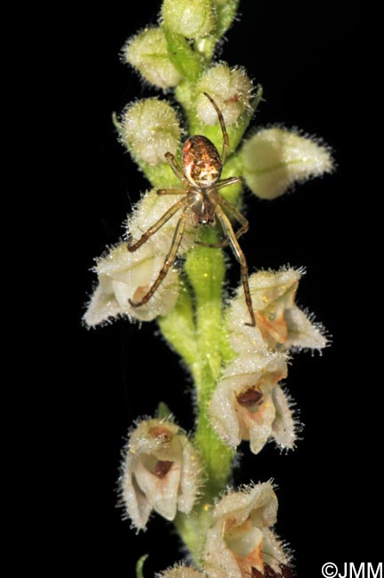 Goodyera repens & Metellina segmentata