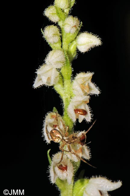 Goodyera repens & Metellina segmentata