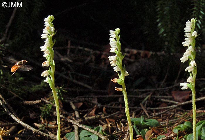 Goodyera repens