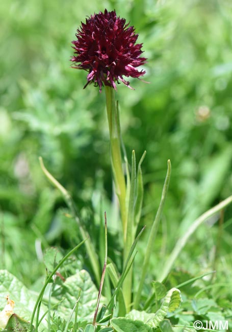 Gymnadenia austriaca var. gallica