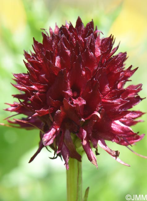 Gymnadenia austriaca var. gallica