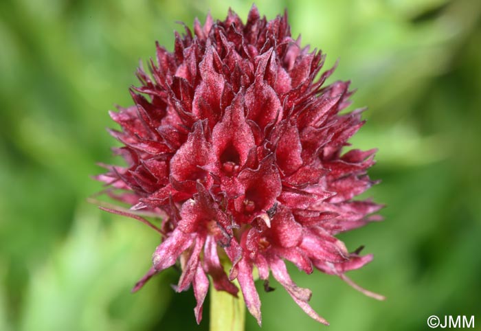 Gymnadenia austriaca var. gallica