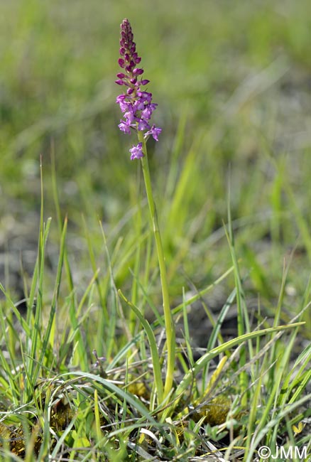 Gymnadenia odoratissima