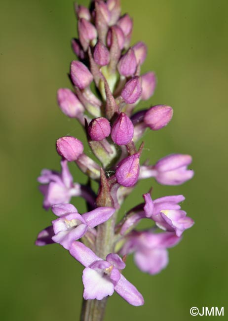 Gymnadenia odoratissima