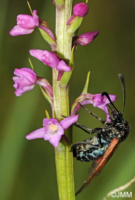 Gymnadenia odoratissima & Zygaena purpuralis