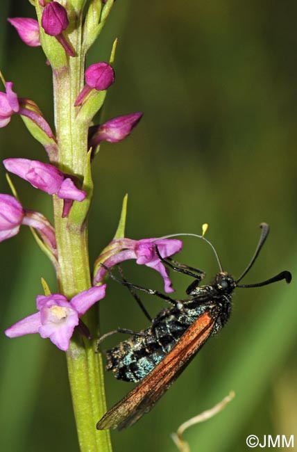 Gymnadenia odoratissima & Zygaena purpuralis