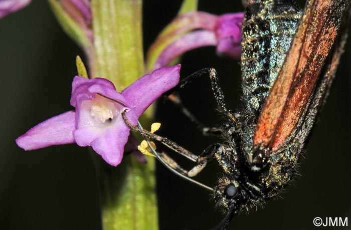 Gymnadenia odoratissima & Zygaena purpuralis