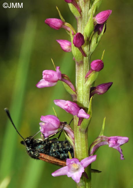 Gymnadenia odoratissima & Zygaena purpuralis