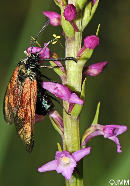 Gymnadenia odoratissima & Zygaena purpuralis