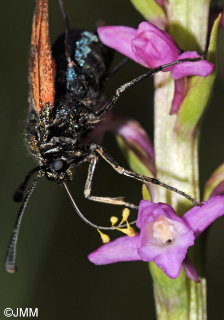 Gymnadenia odoratissima & Zygaena purpuralis