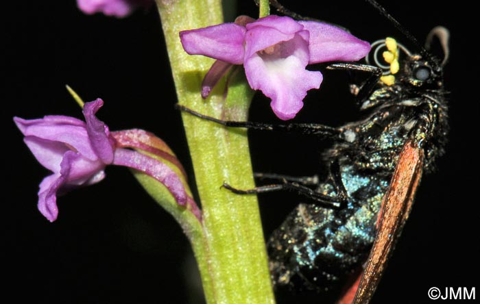 Gymnadenia odoratissima & Zygaena purpuralis