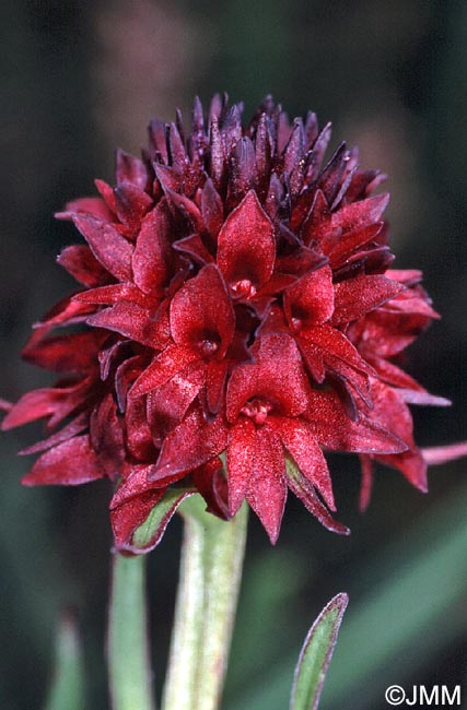 Gymnadenia pseudo-hygrophila