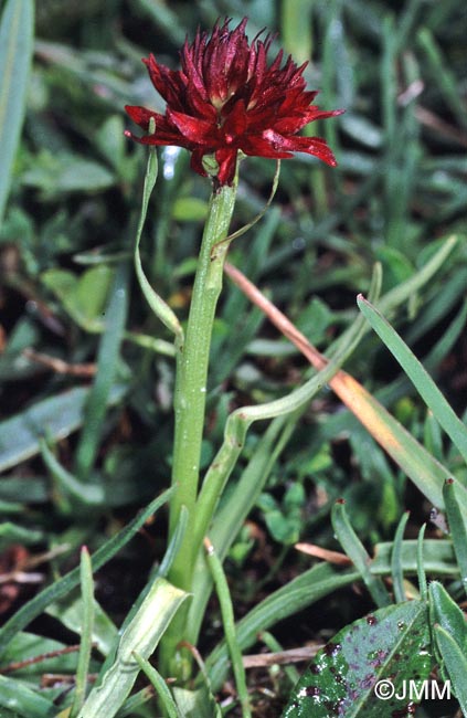 Gymnadenia pseudo-hygrophila