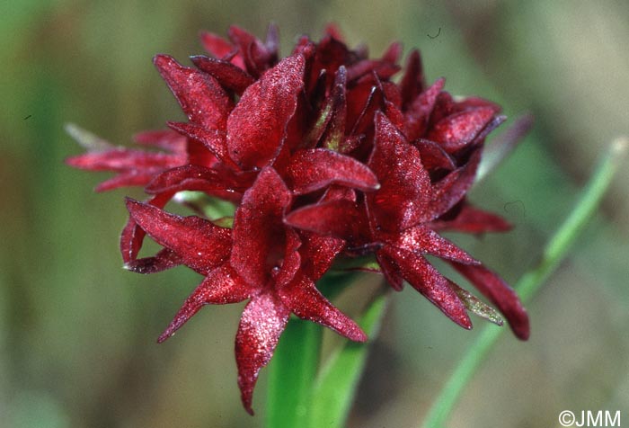 Gymnadenia pseudo-hygrophila