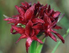 Gymnadenia pseudo-hygrophila