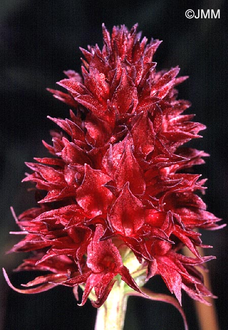 Gymnadenia rhellicani