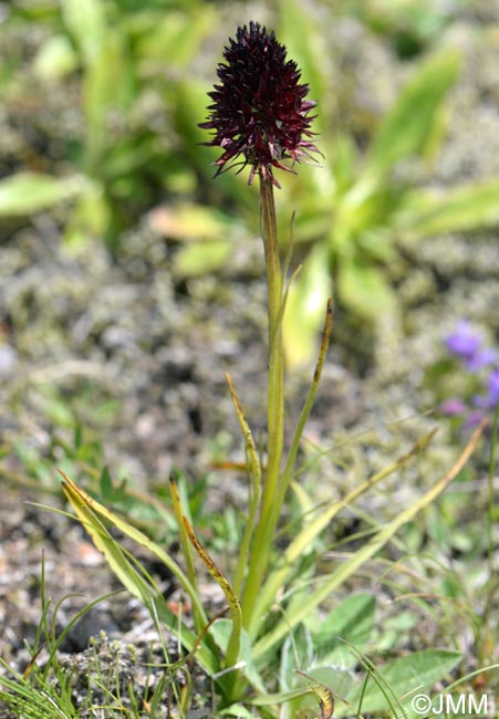 Gymnadenia rhellicani