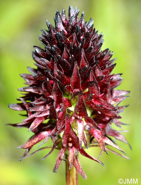 Gymnadenia rhellicani