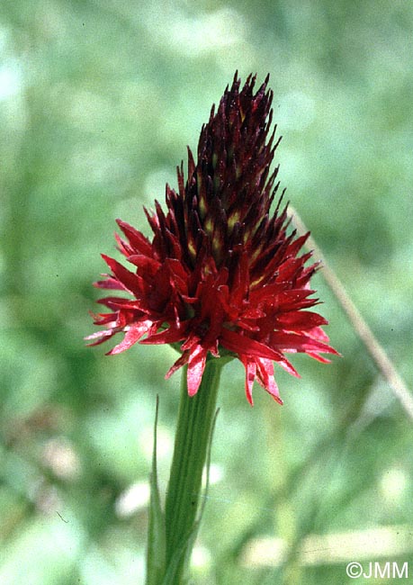 Gymnadenia rhellicani
