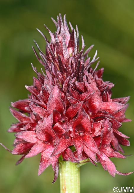 Gymnadenia rhellicani