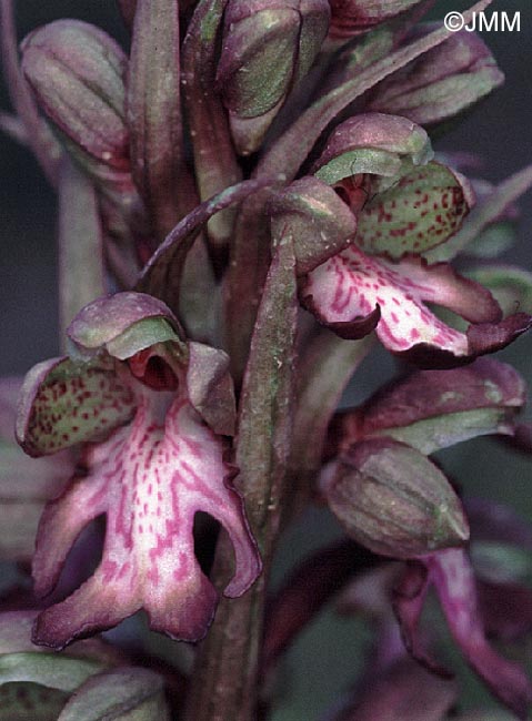 Himantoglossum robertianum