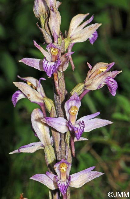Limodorum abortivum