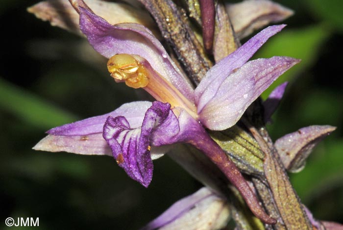 Limodorum abortivum