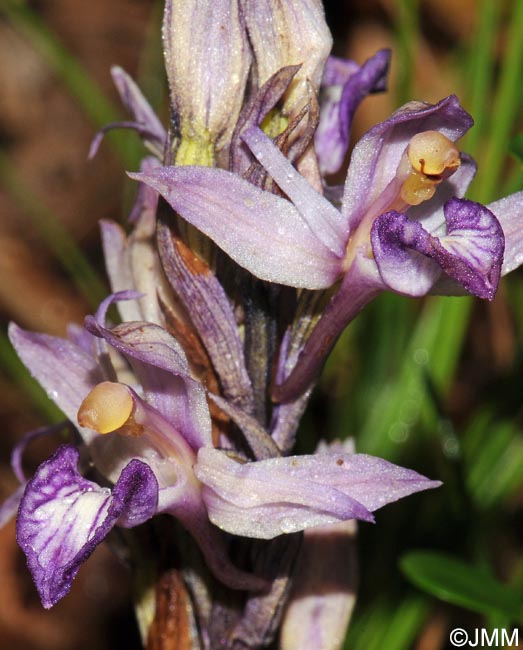 Limodorum abortivum