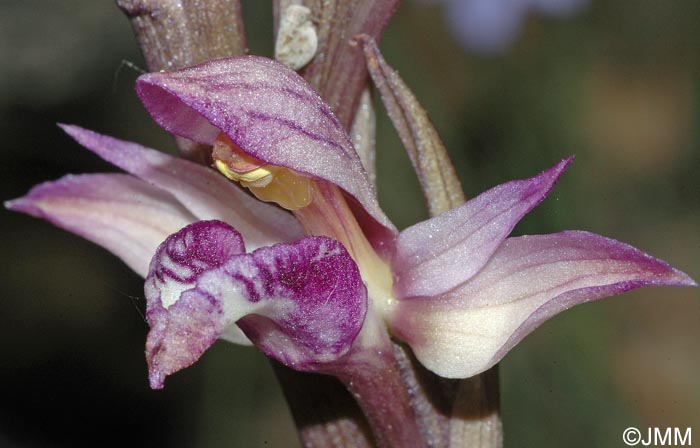 Limodorum abortivum