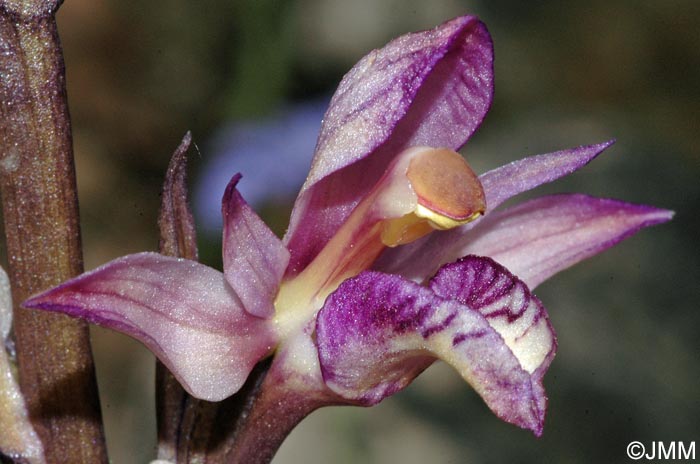 Limodorum abortivum